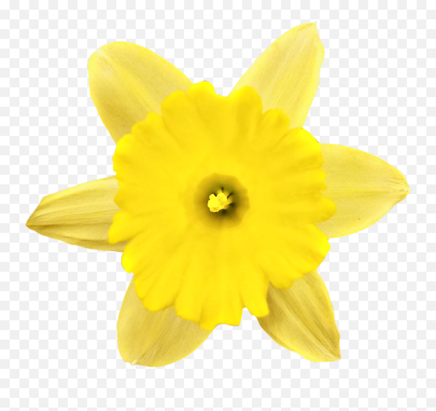 Springflower Daffodil Spring Flower Narcissus Emoji,Daffodil Emoji