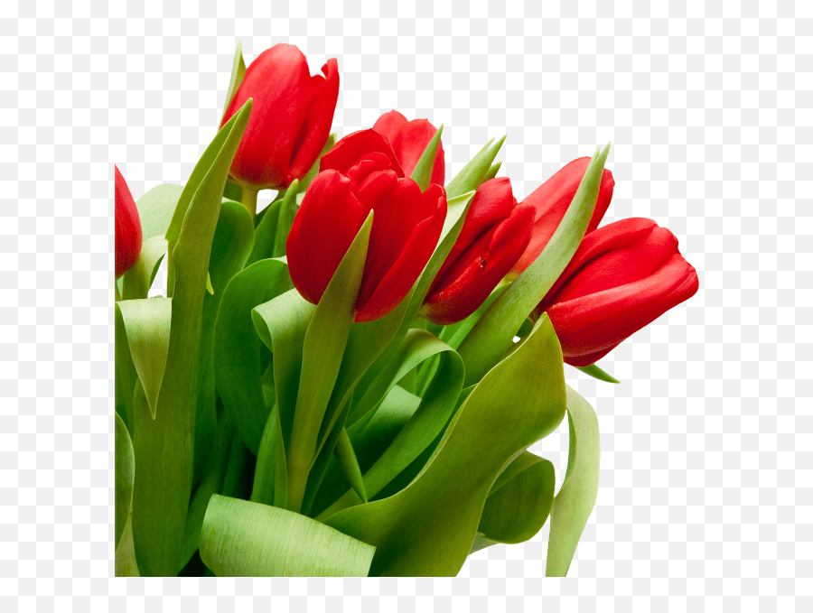 Bouquet Flowers Png Bunch Of Tulips Png Hd Flower Emoji,Apple Old