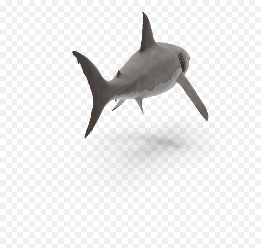 The Most Edited Great Hammerhead Emoji,How To Make A Shark Emoji