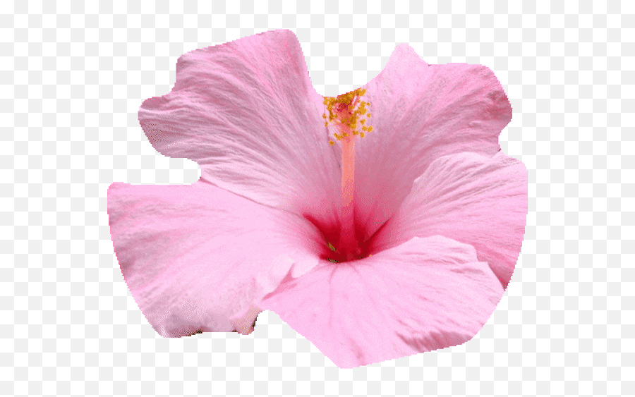 Flower Uwu Stickers For Android Ios Chinese Hibiscus Emoji,Hawaiian