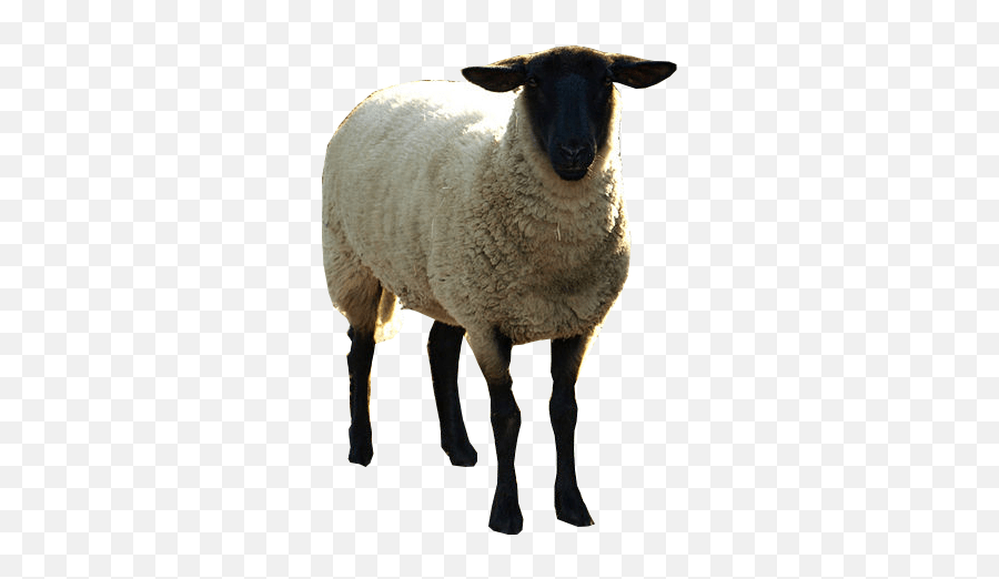 Black Sheep Psd Official Psds Black Sheep Emoji,Black Sheep Emoji