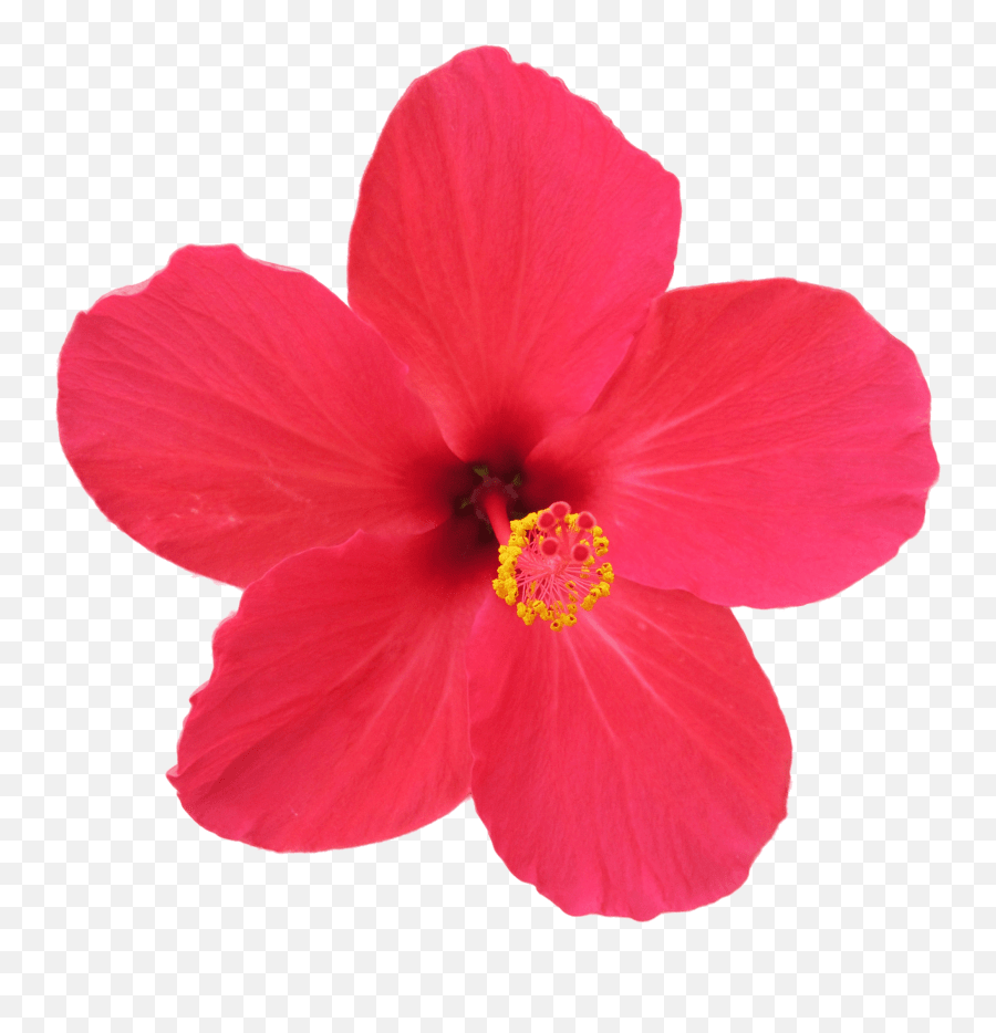 Flower Hibiscus Rosa Hibiscus Rosa Sinensis Png Emoji,Hawaiian Flower