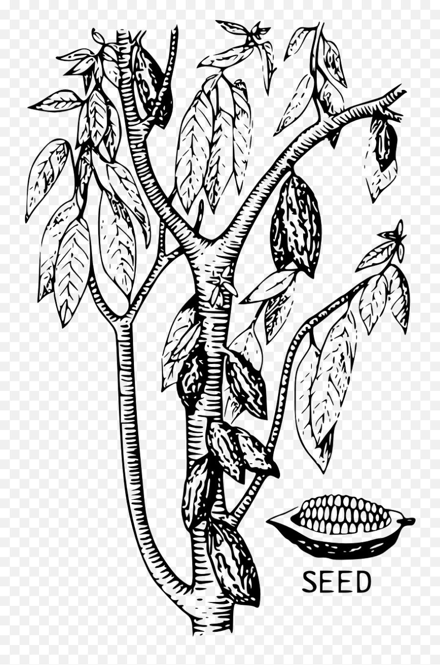 Cacao Tree Cocoa Seed Bean Cocoa Bean Tree Drawing Emoji,Chocolate Pudding Emoji free