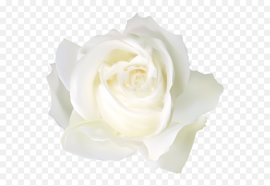 White Rose Png White Roses Real White Roses Png Emoji,Black And White