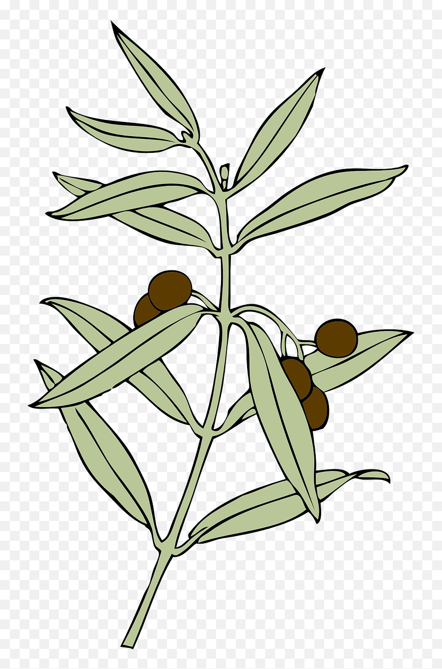 Olive Branch Olives Symbol Peace Olive Branch Animation Emoji,Olive