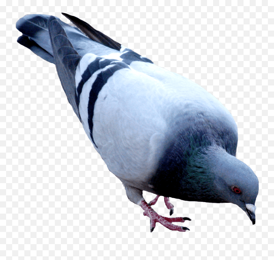 Pigeon Dove Png Pigeon Png Emoji,Dove Emoji Png free transparent
