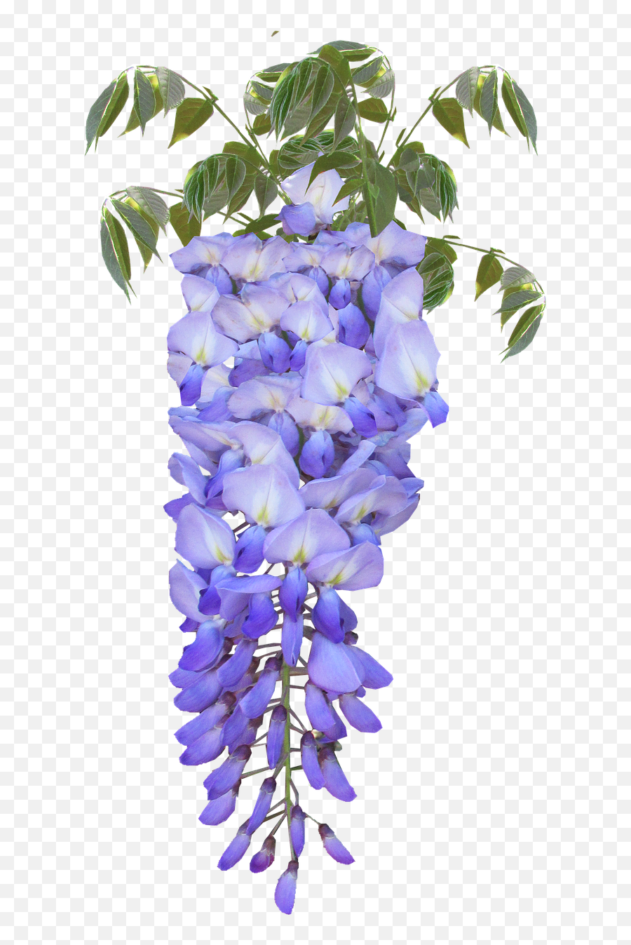 Wisteria Flower Purple Free Pictures Wisteria Png Emoji,Purple Rain