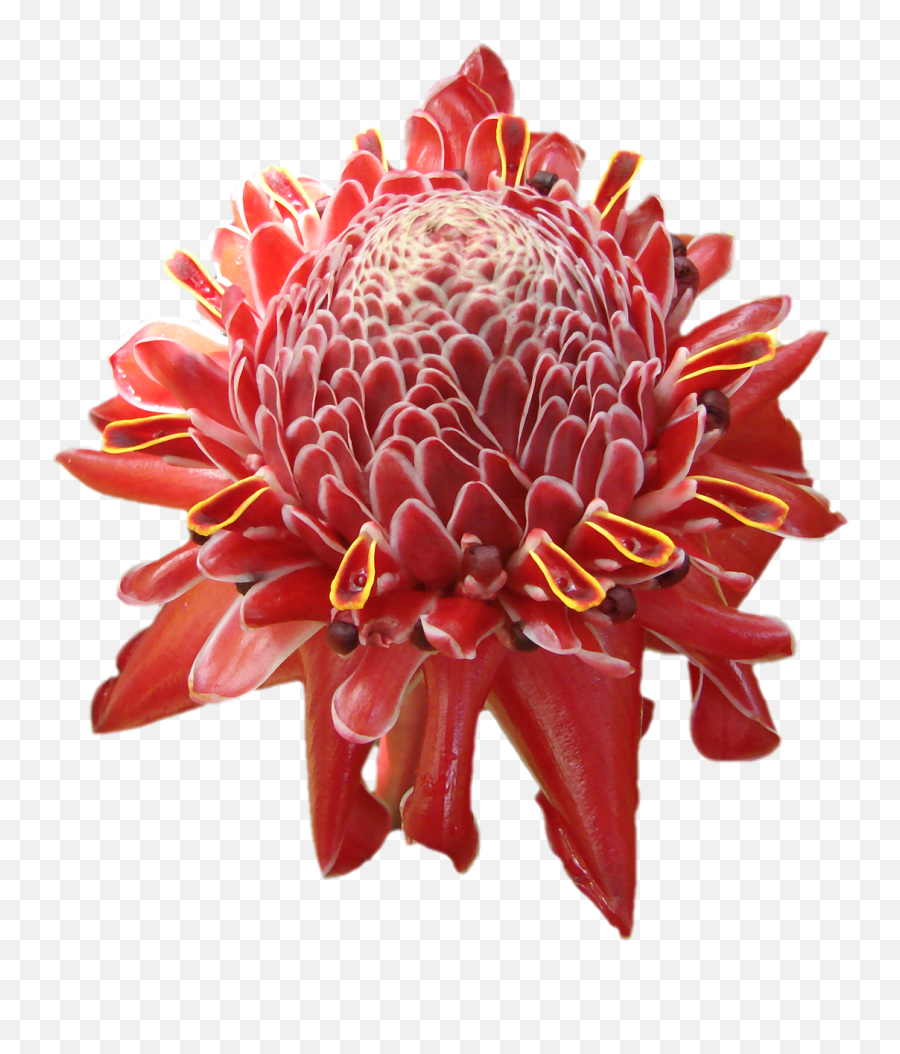 Flower Tropical Hawaii Red Orange Real Tropical Flower Png Emoji