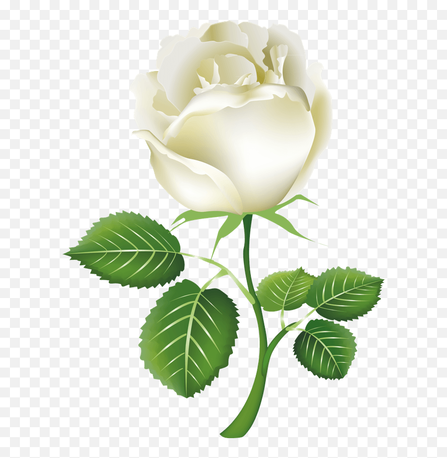 White Rose Png Transparent Images Free White Rose For Friend Emoji