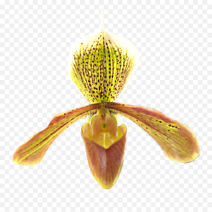 Orchid Orchids Emoji,Emoji Pedi free transparent emoji