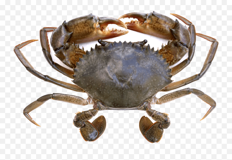 Crab Sticker Crabsticker Freetoedit Mud Crab Transparent Emoji,Crab Emoji free transparent