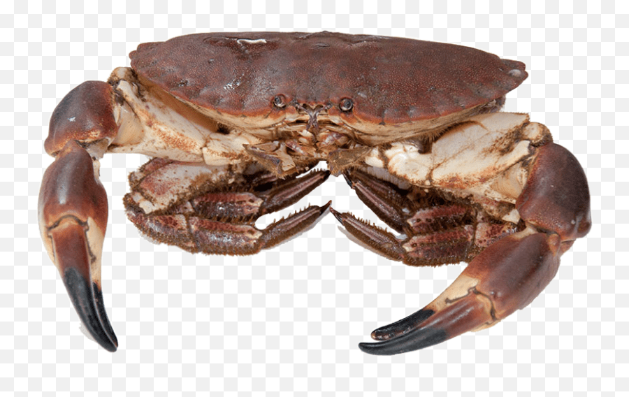 Crab Freetoedit Sticker Dungeness Crab Emoji,Crab Emoji Meme free transparent emoji
