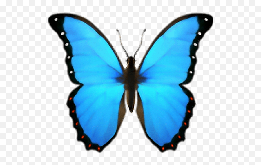 Butterfly Emoji Domain Iphone Ios Blauer Schmetterling Emoji
