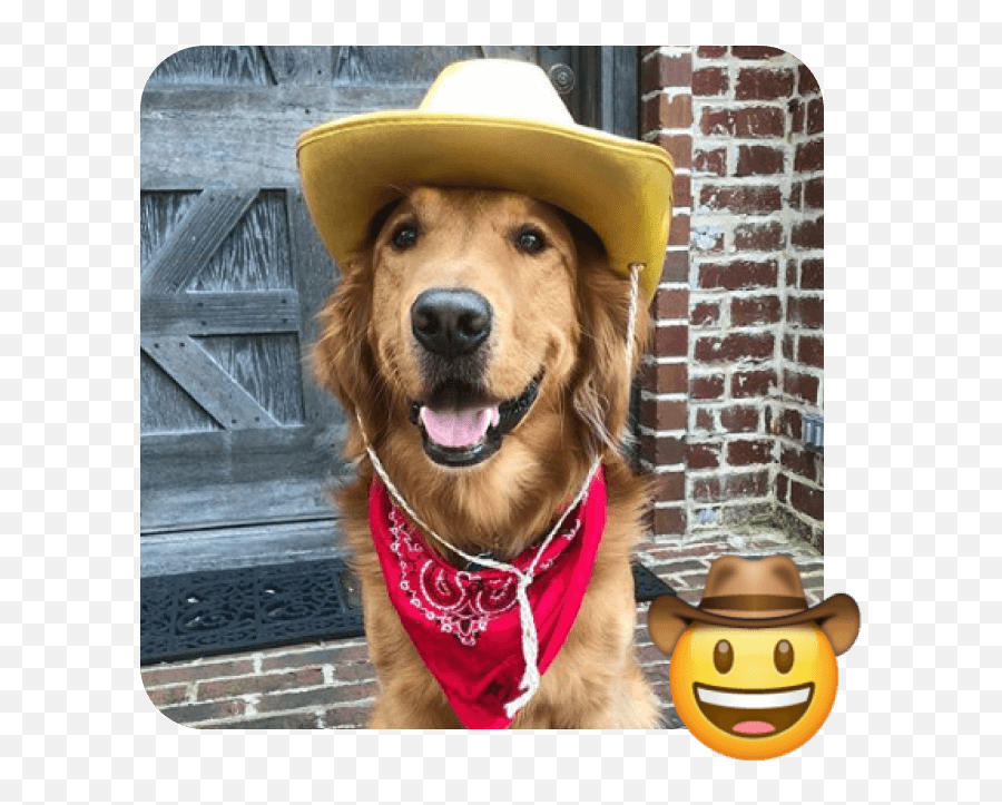 World Emoji Day Golden Retriever,Dog Treat Emoji free transparent