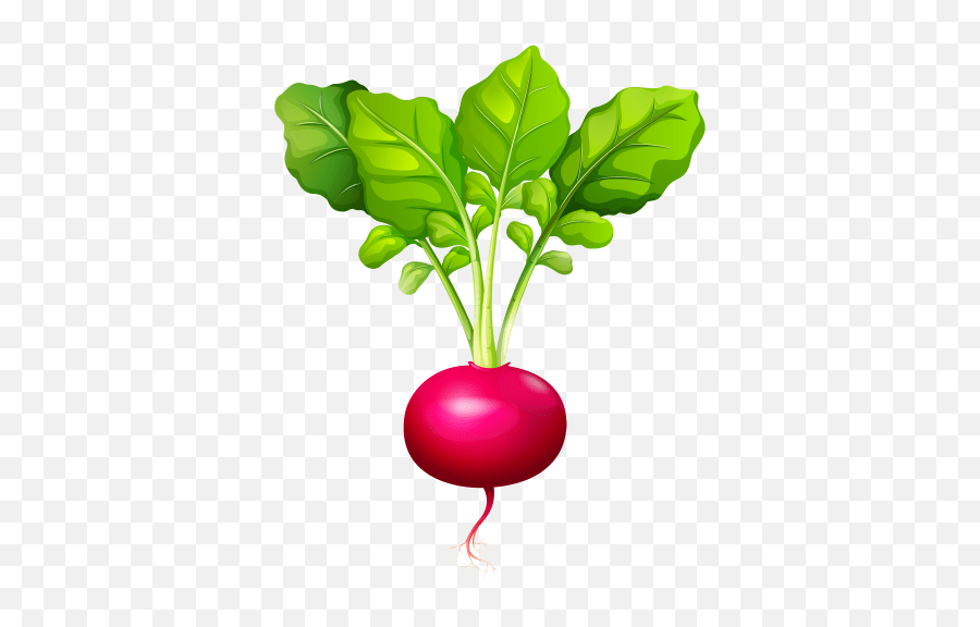 Radish Vector Raddish Transparent Png Clip Art Of Raddish Emoji