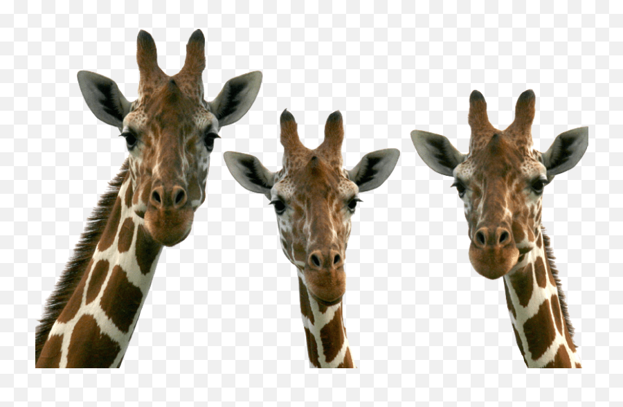 Stickers Edit Edits Png Head Face Pic Three Giraffe Emoji,Giraffe