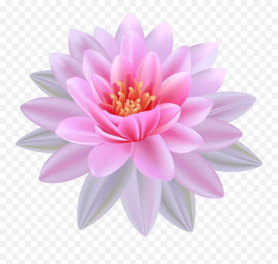 Free Lily Png Download Free Clip Art Transparent Water Lily Png Emoji