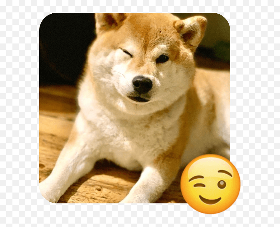 World Emoji Day Akita Inu,Dog Treat Emoji free transparent emoji