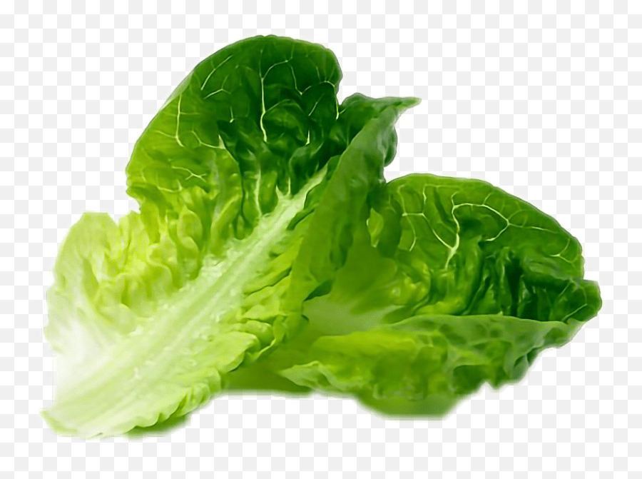Lettuce Iceberg Lettuce Romaine Lettuce Emoji,Lettuce Emoji free