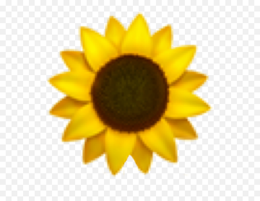Sunflower Emoji Freetoedit Sunflower Emoji,Sunflower Emoji free
