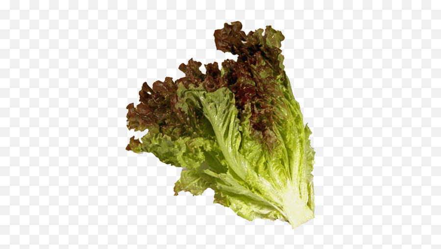 Red Leaf Lettuce Red Leaf Lettuce Benefits Emoji,Lettuce Emoji free
