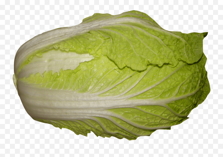 Cabbage Napa Cabbage Chinese Cabbage Romaine Lettuce Chinese Lettuce