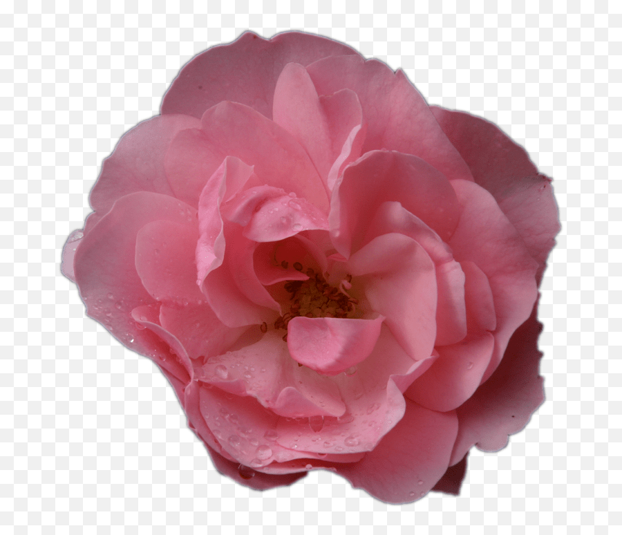 Pink Rose Flower Macro No Garden Roses Emoji,Japanese Emoticons Flower In Hair free