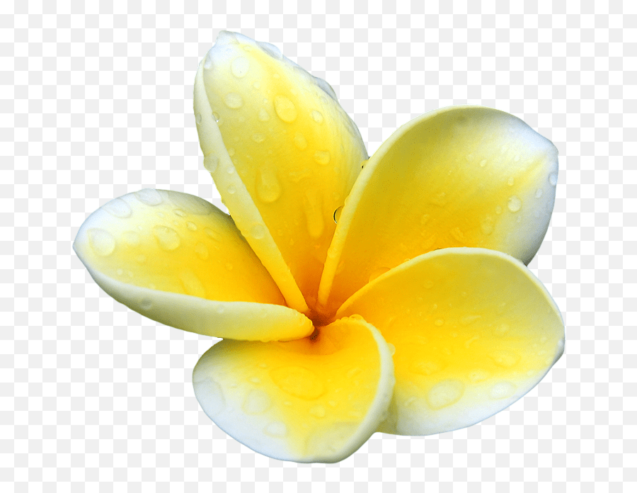 Plumeria Flowers Png Picture Transparent Background Plumeria Clipart