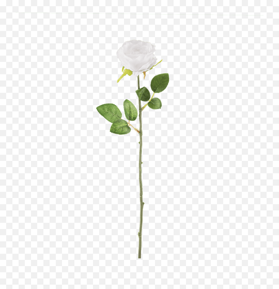 White Rose Png Transparent Images Free Flower Stem Transparent Emoji