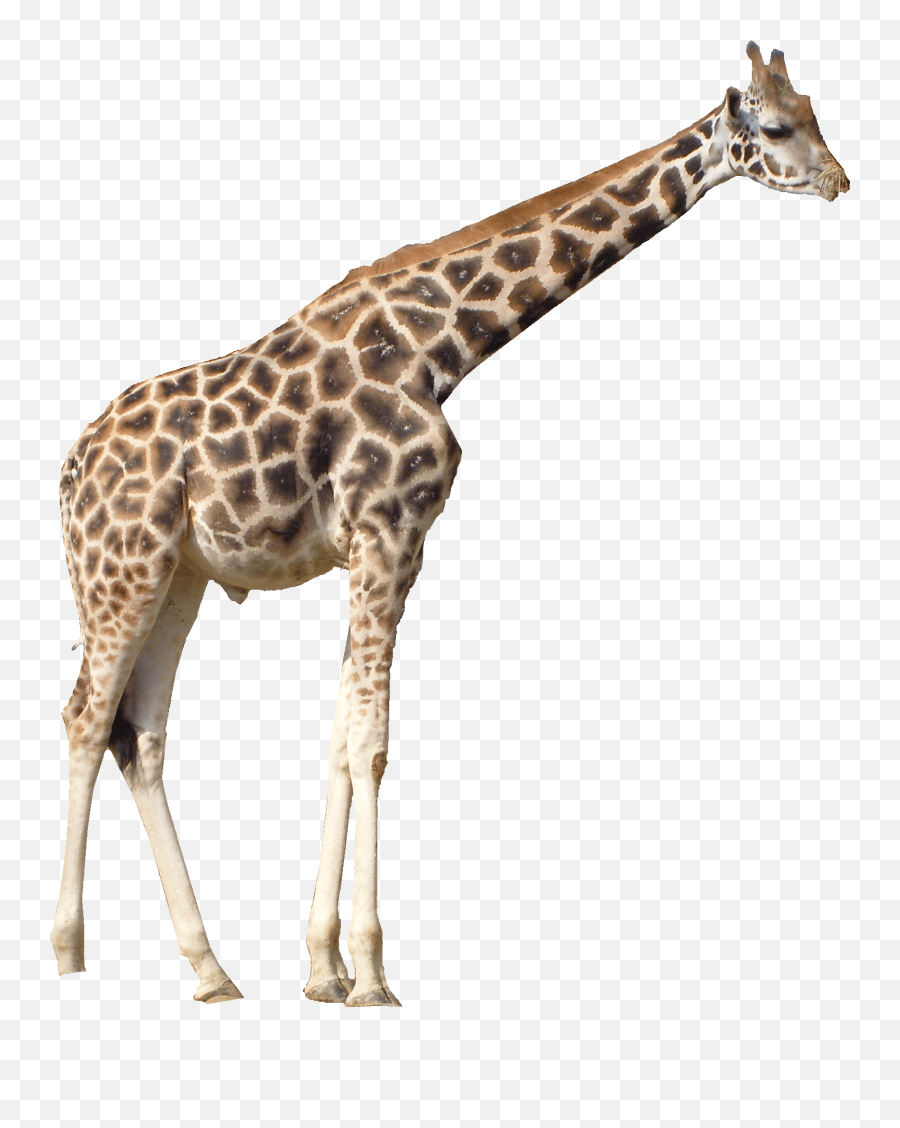 Free Giraffe Transparent Background Giraffe Png Emoji,Giraffe Emoji