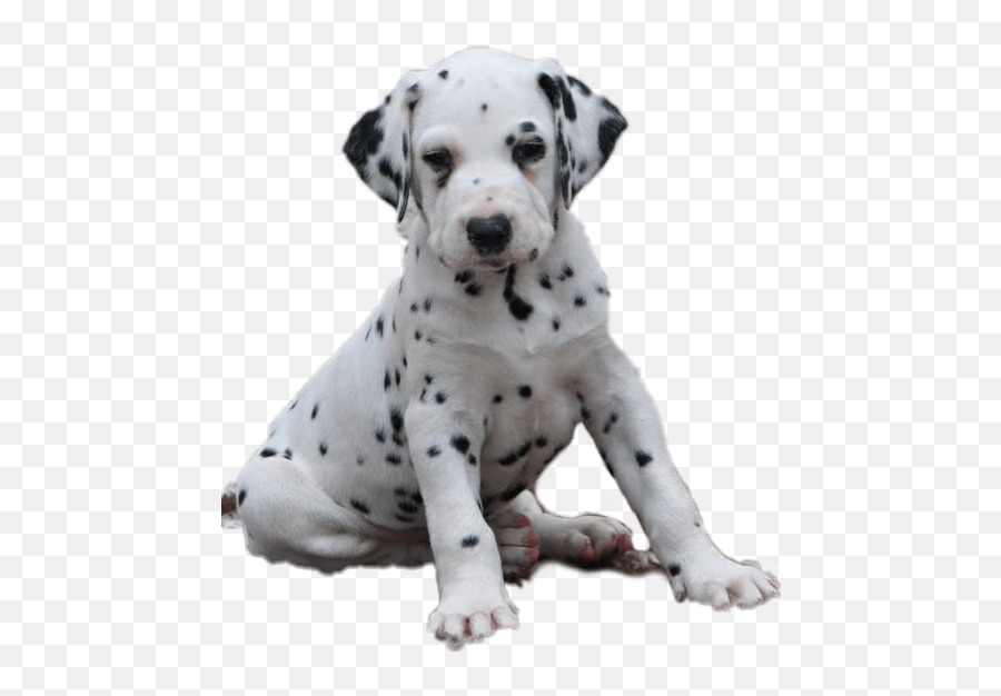 Cute Dalmatian Dalmatian Emoji,Dalmatian Emoji free transparent