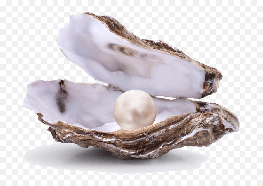 Transparent Pearls Clam Transparent Png Clipart Free Open Oyster With