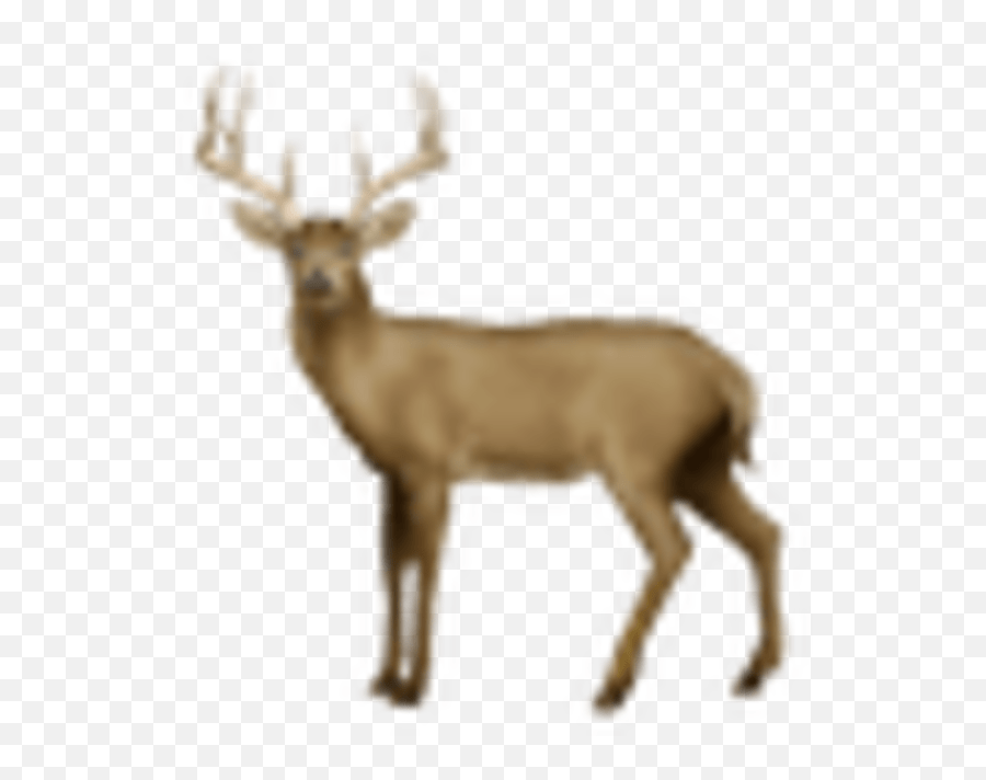 32 Iphone Deer Emoji,Emoji Level 46 Free Emoji PNG Images