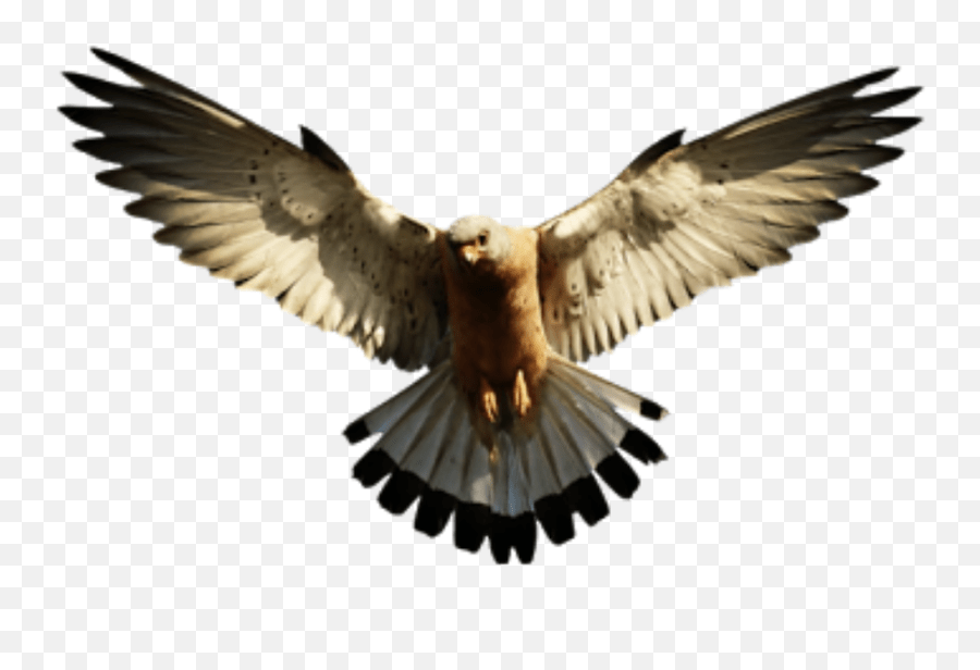Bird Hawk Sticker Bird Png Emoji,Hawk Emoji Free Emoji PNG Images