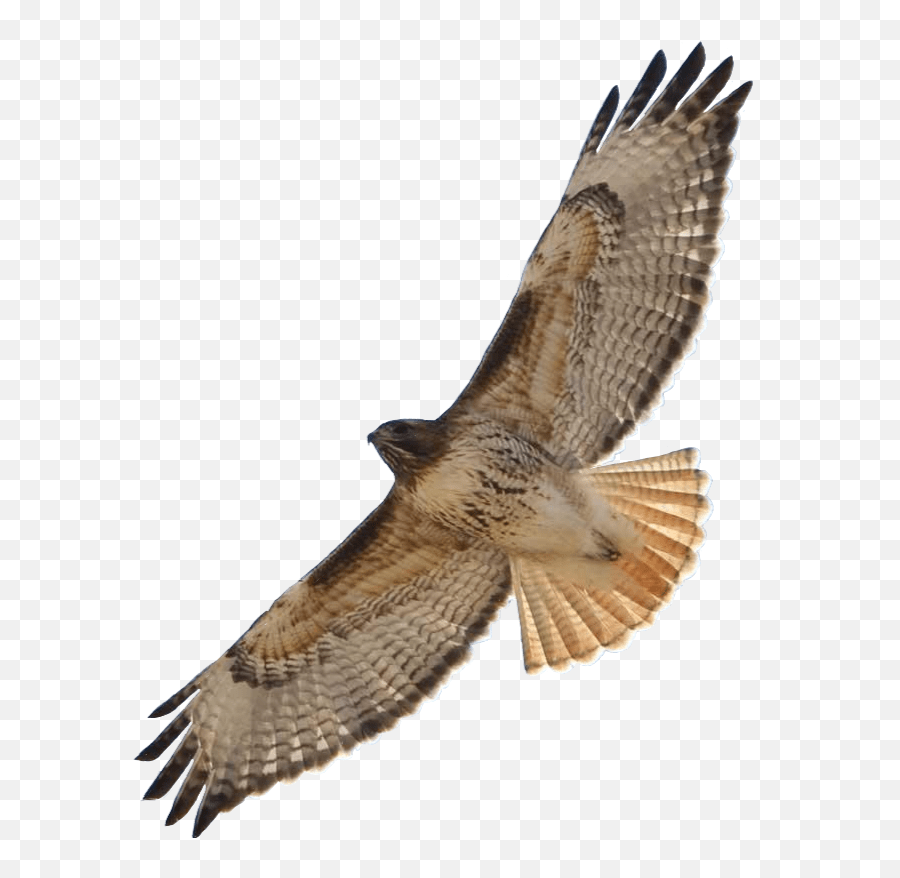 Hawk Wings Bird Sticker Hawk Emoji,Hawk Emoji Free Emoji PNG Images
