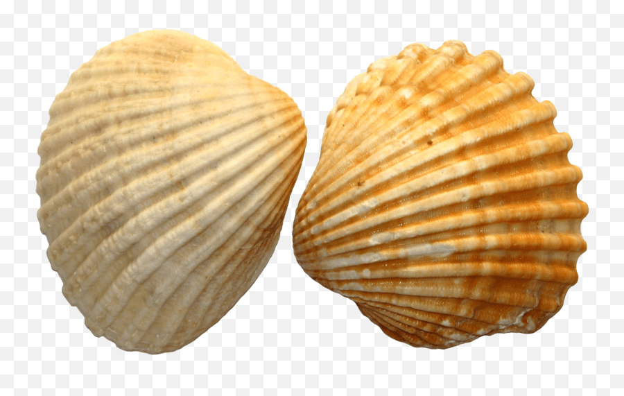 Seashell Shell Pngs Png Shell Meaning In Hindi Emoji,Seashell Emoji