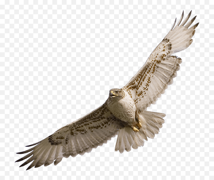 Hawk Sticker Flying Hawk Png Emoji,Hawk Emoji Free Emoji PNG Images