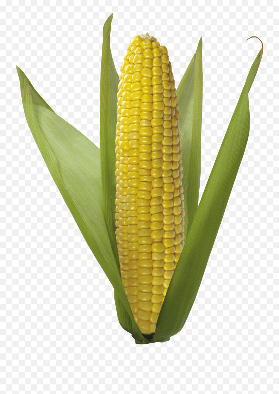 Field Clipart Corn Field Corn Ear Of Corn Png Emoji,Corn Emoji Png