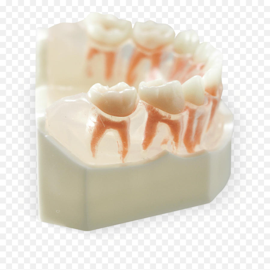 Acadental Dental Study Model Primary Teeth Emoji,Meaning Of Tooth 32
