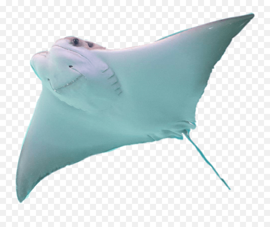 Stingray Sticker Manta Ray Emoji,Stingray Emoji Free Emoji PNG