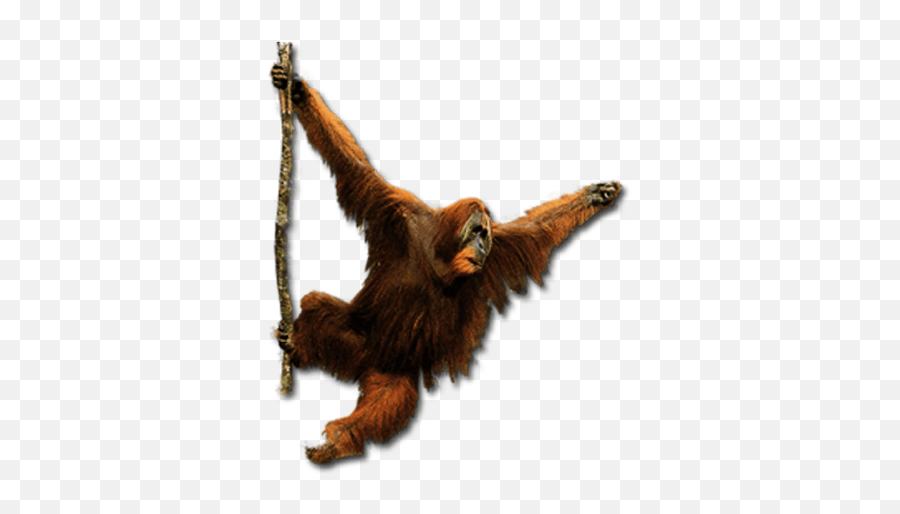 Orangutan Emoji Orangutan Png,Ios 12.1.4 Emoticons Free Emoji PNG