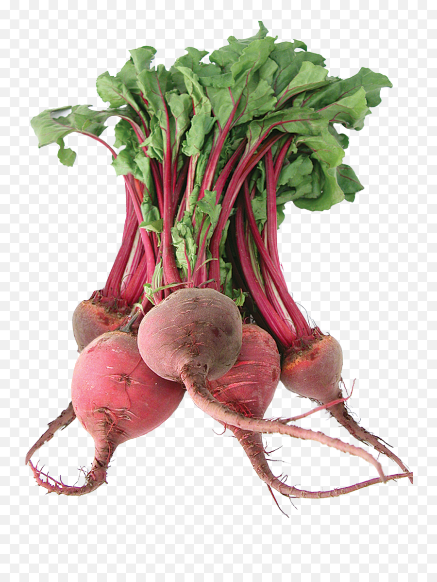 Beets Png U0026 Free Beetspng Transparent Images 50831 Pngio Beet Png