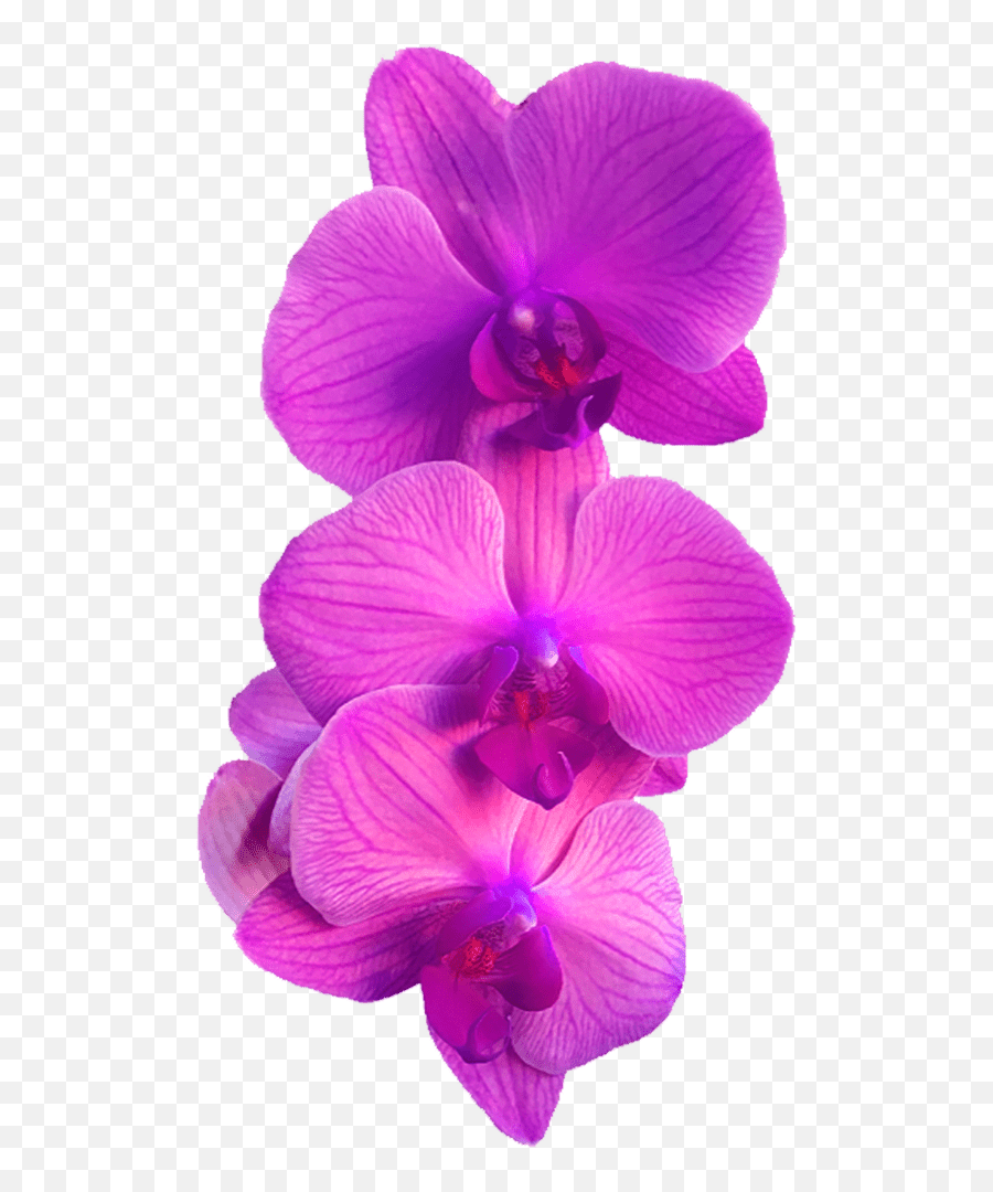 Orchid Flower Png White Purple Pink Blue Black Emoji,Purple Plant