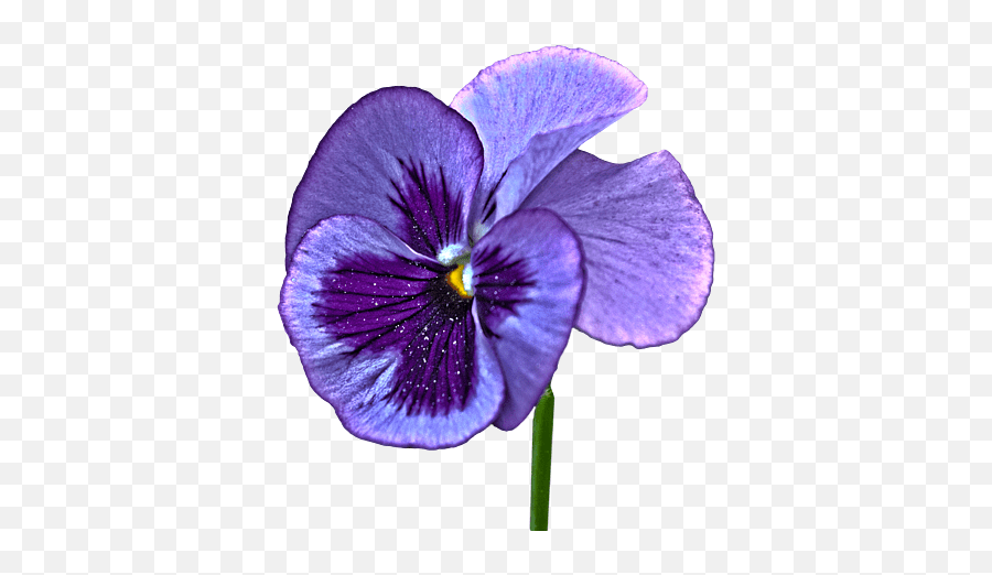 A Single Purple Pansy On A Transparent Background Throw Emoji,Violet Emoji Flower Free Emoji