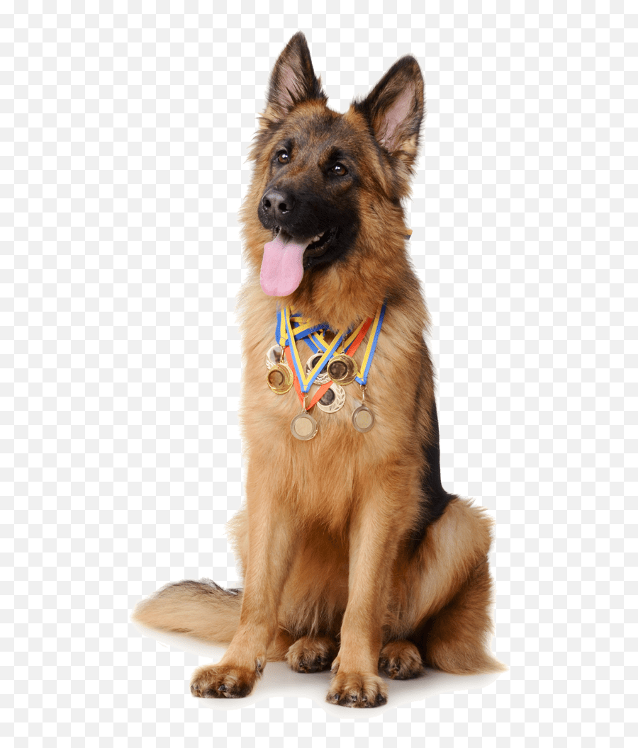 Protection Dog Training Risen Star Kennel Old German Shepherd Dog Emoji,German Sheppherd