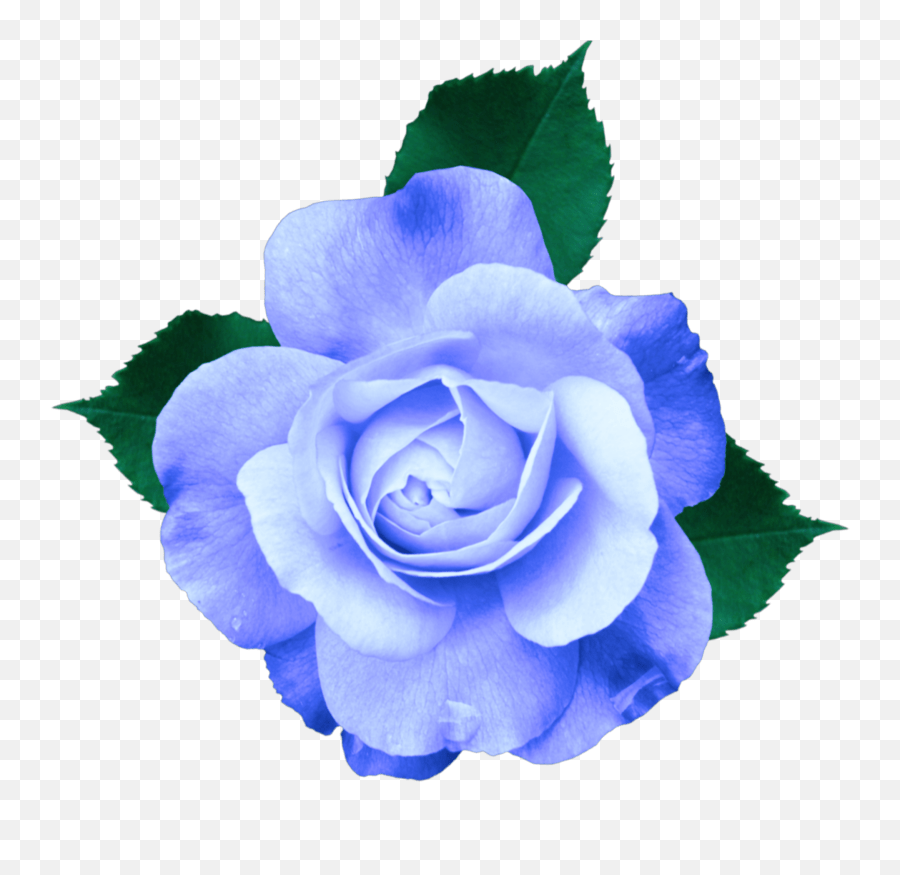 Mq Blue Rose Roses Flowers Sticker Lilac Rose Transparent Bg Emoji