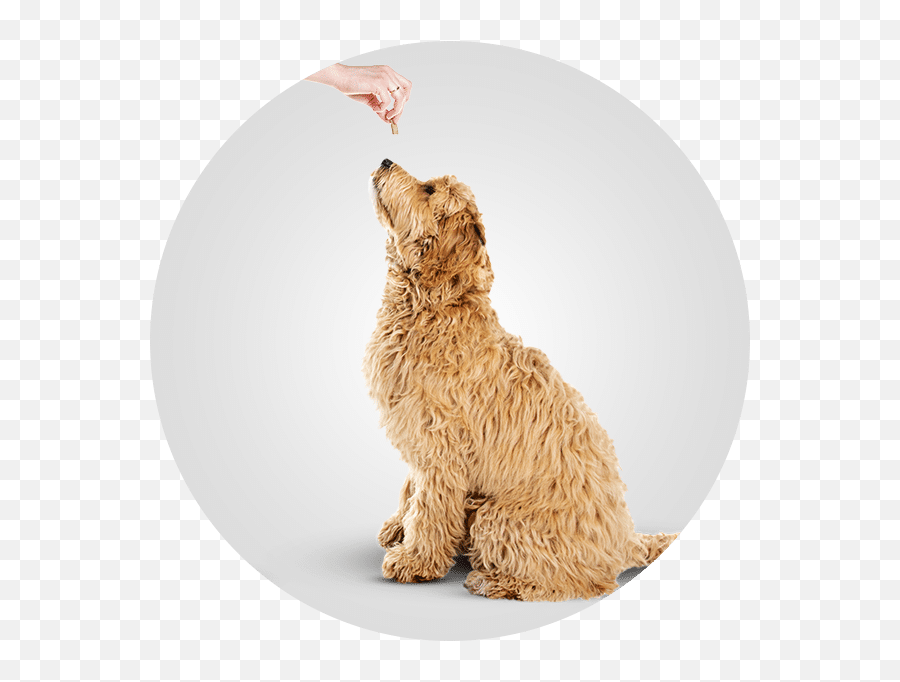 Doggy Daycare Franklin Wi Water Dog Emoji,Franklins Bad Day Emotions