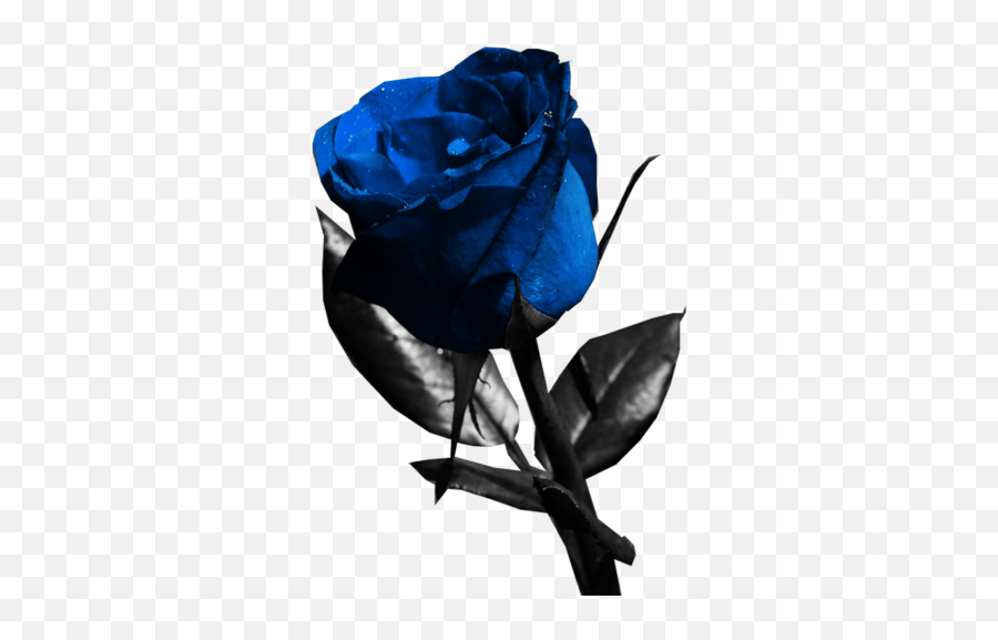 Blue Rose Rose Images Hd Psd Emoji,Blue Rose Emoji Free Emoji PNG