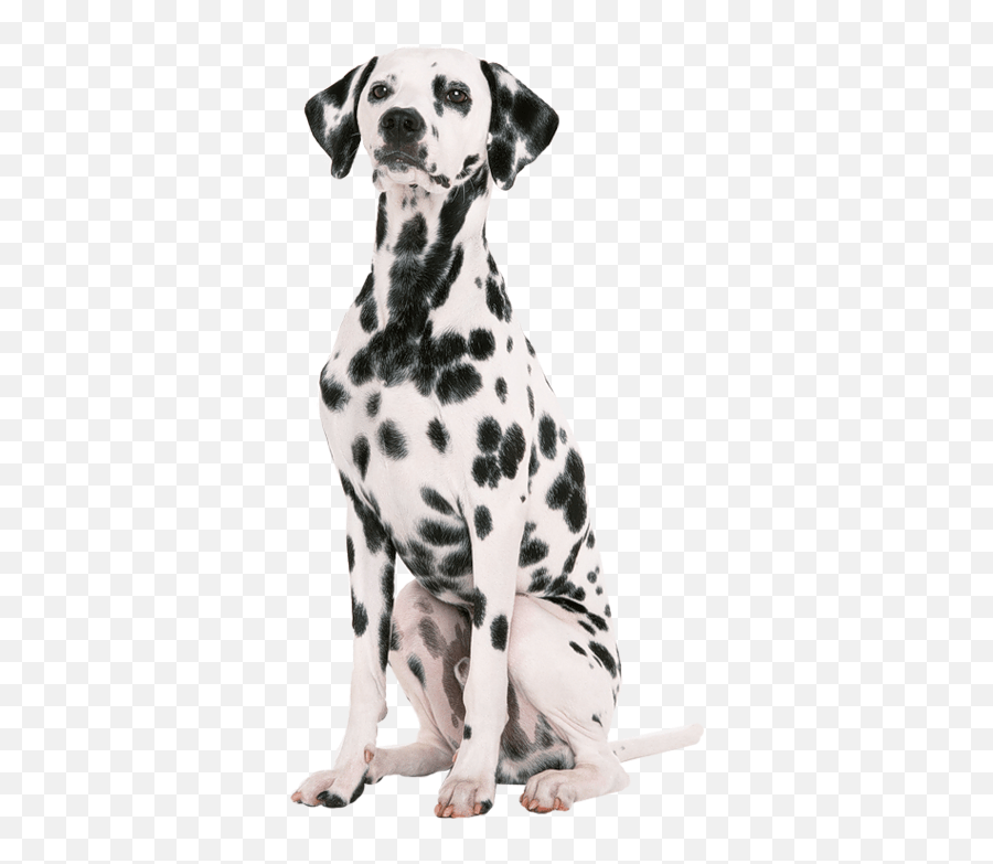 Dalmatiner Dalmatien Png Emoji,Dalmatian Emoji Free Emoji PNG