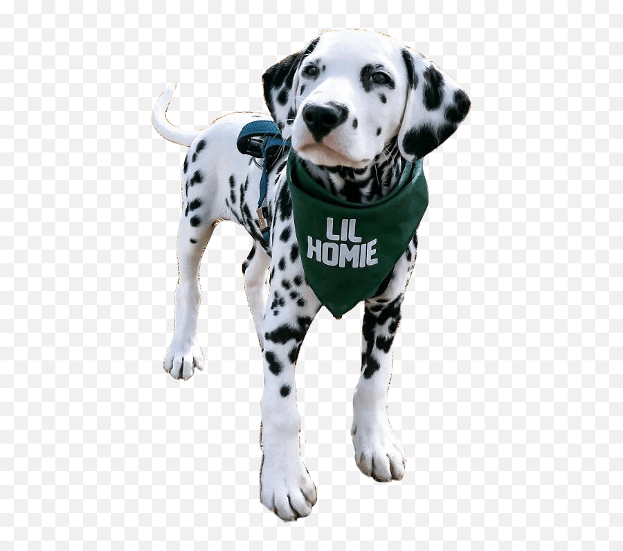 Ftestickers Dalmatian Dog Puppy Sticker Dot Emoji,Dalmatian Emoji